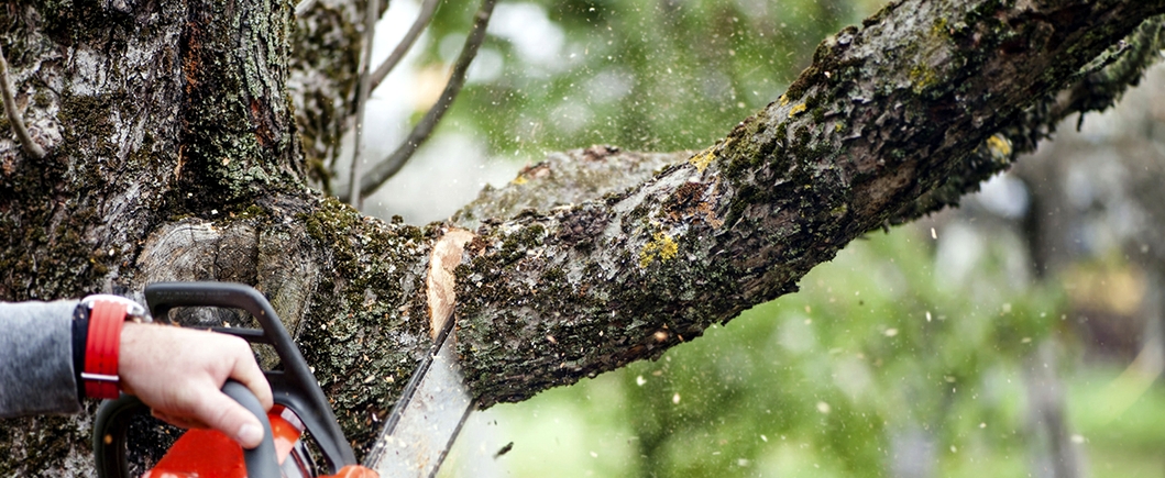 Tree Removal Service: The Different Benefits For Healthy Surroundings post thumbnail image