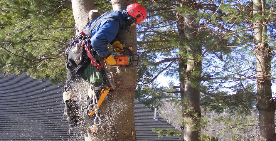 Don’t Be a Do-It-Yourselfer: 7 Reasons To Hire A Professional Tree Removal Service post thumbnail image