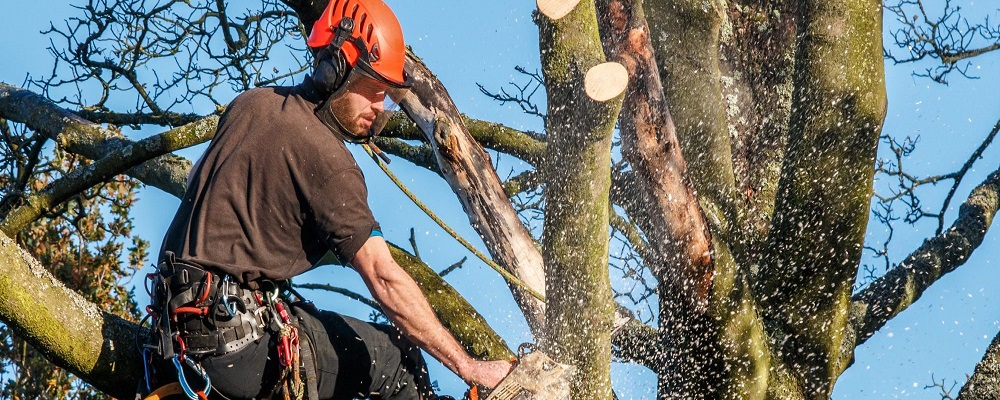 Why is It Important To Have a Professional Tree Removal Service? post thumbnail image
