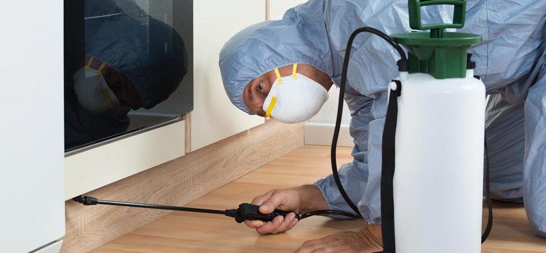 Five Important Facts That You Should Know About Pest Inspection post thumbnail image