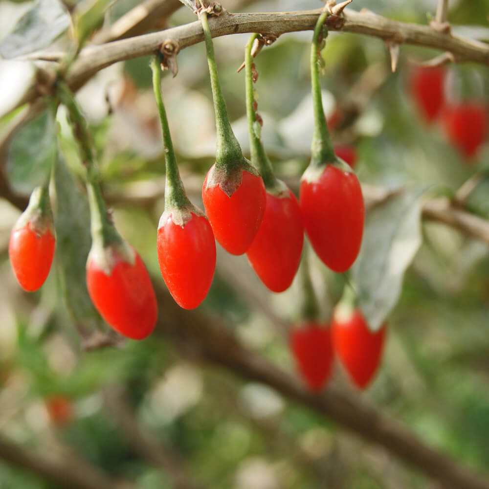 Goji Berry Benefits for Age-Related Vision Loss post thumbnail image