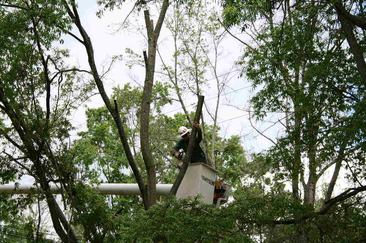 tree removal lower plenty